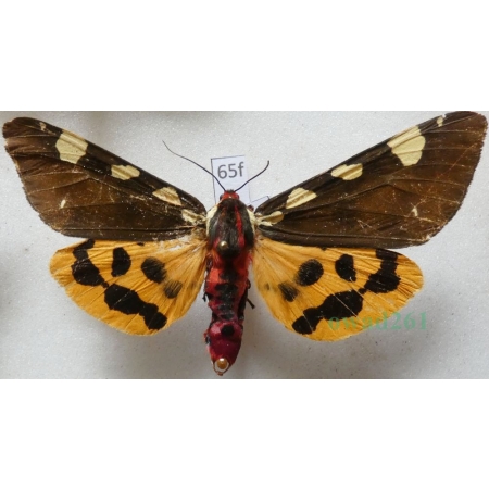 Pericallia matronula (Linnaeus, 1758) male Niedźwiedziówka krasa Poland65f